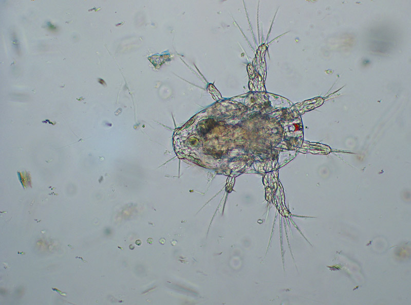 Nauplius di Copepode